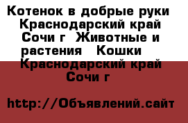 Котенок в добрые руки - Краснодарский край, Сочи г. Животные и растения » Кошки   . Краснодарский край,Сочи г.